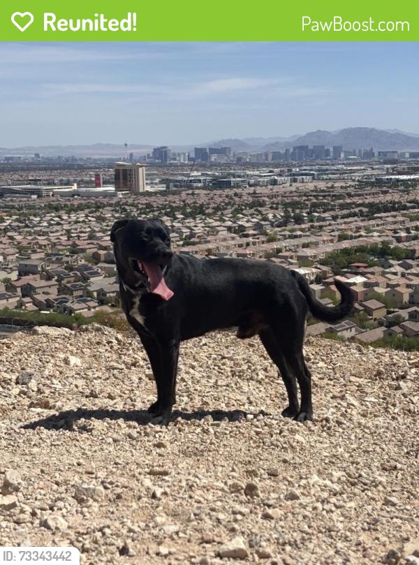 Reunited Male Dog last seen Near Ridgeville St, Las Vegas, NV 89103, USA, Las Vegas, NV 89103