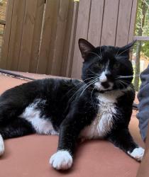 Found/Stray Male Cat last seen Glen Royal and Highland Creek Dr., Charlotte, NC 28269