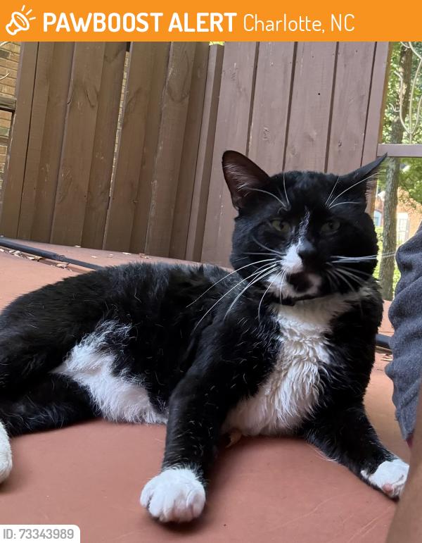 Found/Stray Male Cat last seen Glen Royal and Highland Creek Dr., Charlotte, NC 28269