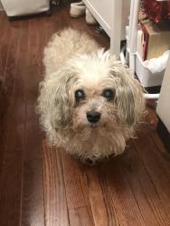 Lost Male Dog last seen Amherst rd, Hyattsville, MD 20783