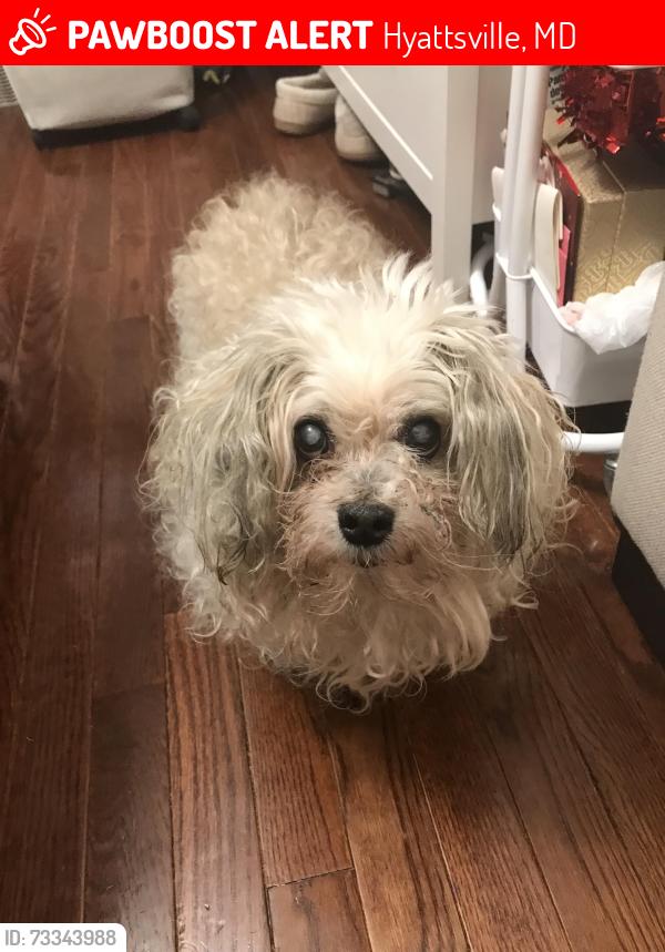 Lost Male Dog last seen Amherst rd, Hyattsville, MD 20783