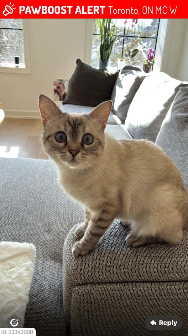 Lost Female Cat last seen St clair ave and oakwood, Toronto, ON M6C 3W3