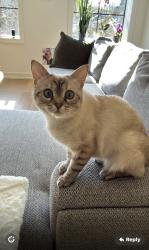 Lost Female Cat last seen St clair ave and oakwood, Toronto, ON M6C 3W3