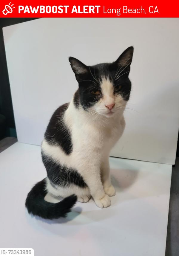 Lost Male Cat last seen 11th and Rose, Long Beach, CA 90813