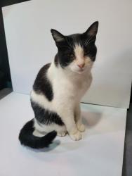 Lost Male Cat last seen 11th and Rose, Long Beach, CA 90813