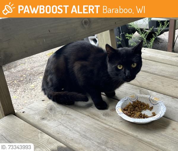 Found/Stray Unknown Cat last seen Blackhawk Manor Community, Baraboo, WI 53913
