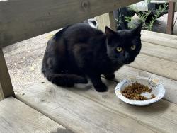 Found/Stray Unknown Cat last seen Blackhawk Manor Community, Baraboo, WI 53913