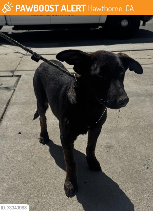 Found/Stray Female Dog last seen Near W 144th St, Hawthorne, CA 90250