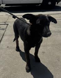 Found/Stray Female Dog last seen Near W 144th St, Hawthorne, CA 90250