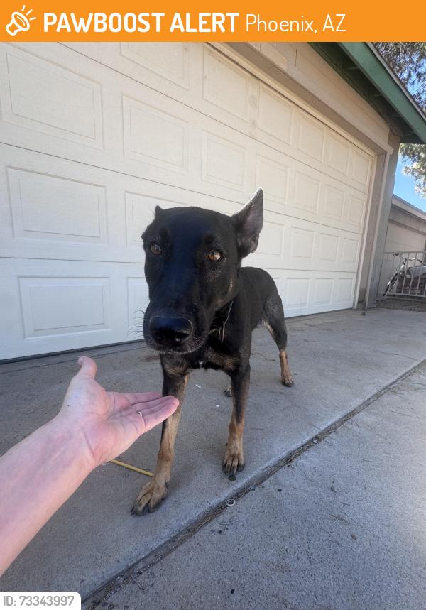 Found/Stray Female Dog last seen 27th place and blanche, Phoenix, AZ 85032