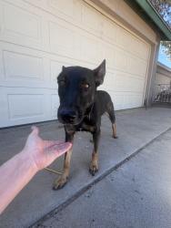 Found/Stray Female Dog last seen 27th place and blanche, Phoenix, AZ 85032