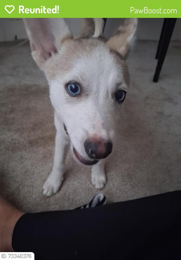 Reunited Male Dog last seen Fordham place, Hernando, FL 34442
