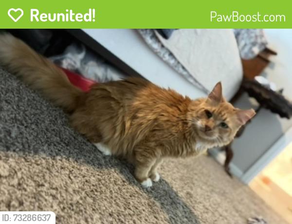Reunited Male Cat last seen Westpoint and Alemeda, Fort Worth, TX 76108