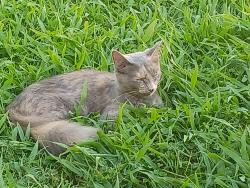 Lost Female Cat last seen Murfreesboro Greenway by the Earthworks, Murfreesboro, TN 37129