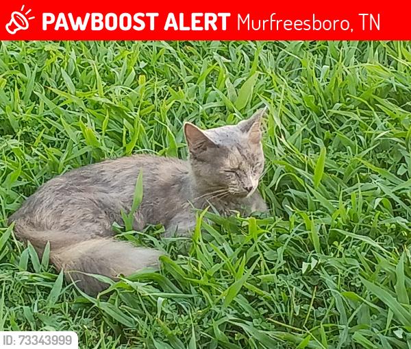 Lost Female Cat last seen Murfreesboro Greenway by the Earthworks, Murfreesboro, TN 37129