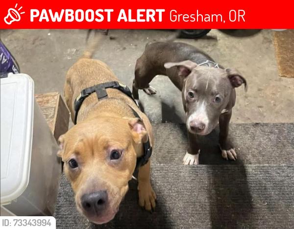 Lost Male Dog last seen 162nd burnside st...max stop, Gresham, OR 97230