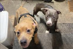 Lost Male Dog last seen 162nd burnside st...max stop, Gresham, OR 97230