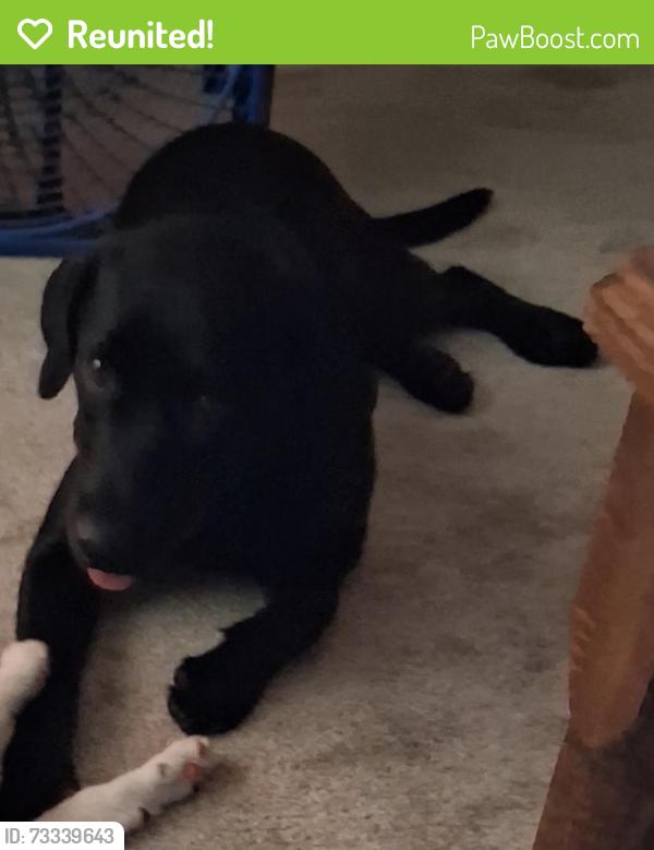 Reunited Female Dog last seen North Florida ave, Hernando, FL 34442