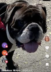 Lost Female Dog last seen Bonita and Elm, Cabazon, CA 92230