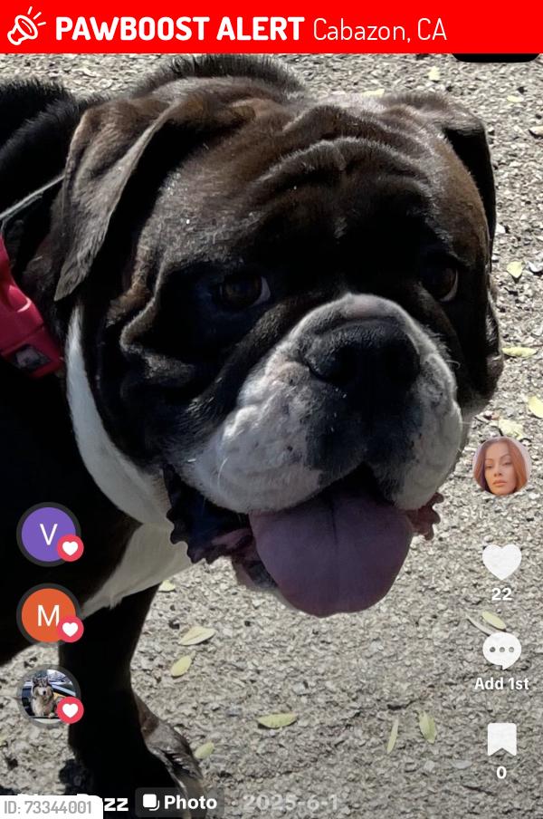 Lost Female Dog last seen Bonita and Elm, Cabazon, CA 92230