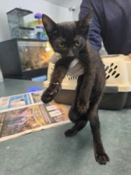 Shelter Stray Male Cat last seen , West Valley Animal Shelter, 20655 Plummer St, Chatsworth, CA 91311, USA