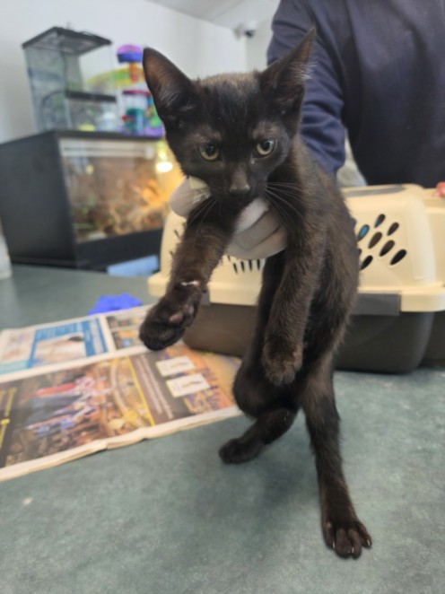 Shelter Stray Male Cat last seen , West Valley Animal Shelter, 20655 Plummer St, Chatsworth, CA 91311, USA