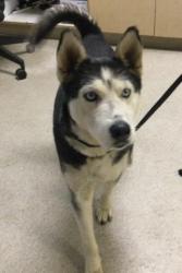 Shelter Stray Female Dog last seen Near BLOCK HAINES ST, PERRIS, CA, 6851 Van Buren Boulevard, Jurupa Valley, CA 92509, USA