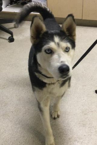 Shelter Stray Female Dog last seen Near BLOCK HAINES ST, PERRIS, CA, 6851 Van Buren Boulevard, Jurupa Valley, CA 92509, USA