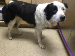 Shelter Stray Male Dog last seen Near BLOCK COREY ST, JURUPA VALLEY, CA, 6851 Van Buren Boulevard, Jurupa Valley, CA 92509, USA