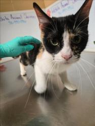 Shelter Stray Female Cat last seen Near BLOCK W 16TH ST N, WICHITA KS 67212, 3303 N Hillside St, Wichita, KS 67219, USA