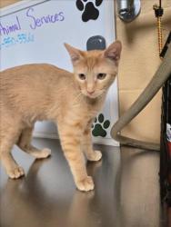 Shelter Stray Male Cat last seen Near BLOCK W 16TH ST N, WICHITA KS 67212, 3303 N Hillside St, Wichita, KS 67219, USA