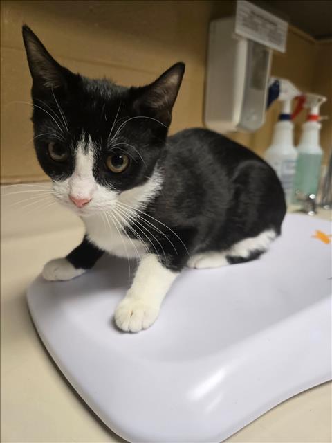Shelter Stray Female Cat last seen Near BLOCK W 16TH ST N, WICHITA KS 67212, 3303 N Hillside St, Wichita, KS 67219, USA