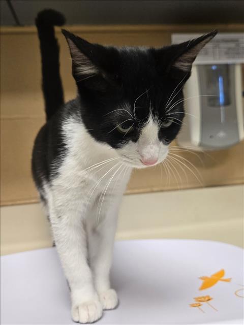 Shelter Stray Female Cat last seen Near BLOCK W 16TH ST N, WICHITA KS 67212, 3303 N Hillside St, Wichita, KS 67219, USA