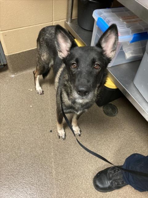 Shelter Stray Female Dog last seen Near BLOCK N SHERIDAN AVE, WICHITA KS 67203, 3303 N Hillside St, Wichita, KS 67219, USA