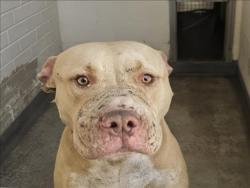 Shelter Stray Male Dog last seen , 3201 Lacy St, Los Angeles, CA 90031, USA