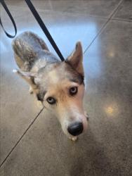 Shelter Stray Female Dog last seen Near BLOCK N BROADWAY AVE, WICHITA KS 67219, 3303 N Hillside St, Wichita, KS 67219, USA