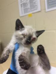 Shelter Stray Male Cat last seen FREEPORT BLVD & MEADOWVIEW RD, 2127 Front St, Sacramento, CA 95818, USA