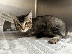 Shelter Stray Male Cat last seen , 3201 Lacy St, Los Angeles, CA 90031, USA