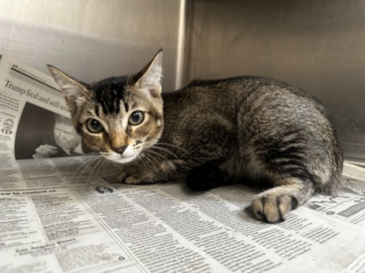 Shelter Stray Male Cat last seen , 3201 Lacy St, Los Angeles, CA 90031, USA