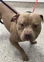 Shelter Stray Male Dog last seen Near BLOCK WILFRED, DETROIT, MI 48213, 7401 Chrysler Dr, Detroit, MI 48211, USA