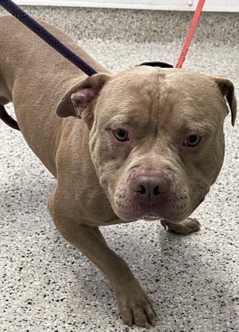 Shelter Stray Male Dog last seen Near BLOCK WILFRED, DETROIT, MI 48213, 7401 Chrysler Dr, Detroit, MI 48211, USA