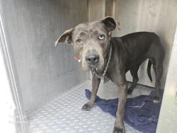 Shelter Stray Female Dog last seen Near BLOCK METTETAL ST, DETROIT, MI 48227, 7401 Chrysler Dr, Detroit, MI 48211, USA