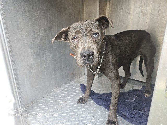 Shelter Stray Female Dog last seen Near BLOCK METTETAL ST, DETROIT, MI 48227, 7401 Chrysler Dr, Detroit, MI 48211, USA