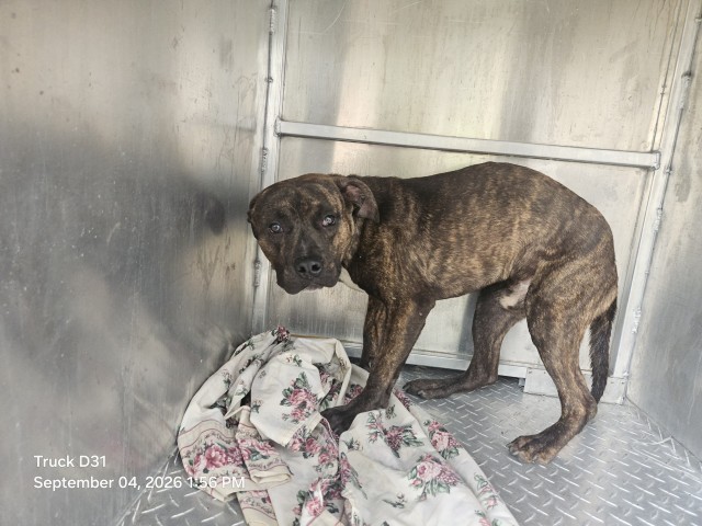 Shelter Stray Male Dog last seen Near BLOCK METTETAL ST, DETROIT, MI 48227, 7401 Chrysler Dr, Detroit, MI 48211, USA