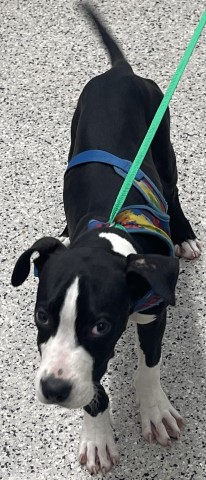 Shelter Stray Male Dog last seen Near BLOCK WISCONSIN ST, DETROIT MI 48221, 7401 Chrysler Dr, Detroit, MI 48211, USA