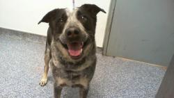 Shelter Stray Male Dog last seen CHARLOTTE, 8315 Byrum Dr, Charlotte, NC 28217, USA