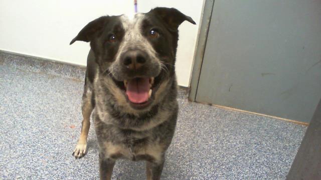 Shelter Stray Male Dog last seen CHARLOTTE, 8315 Byrum Dr, Charlotte, NC 28217, USA