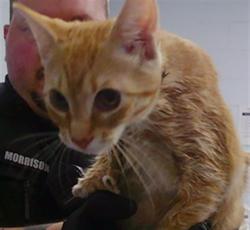 Shelter Stray Female Cat last seen CHARLOTTE, 8315 Byrum Dr, Charlotte, NC 28217, USA