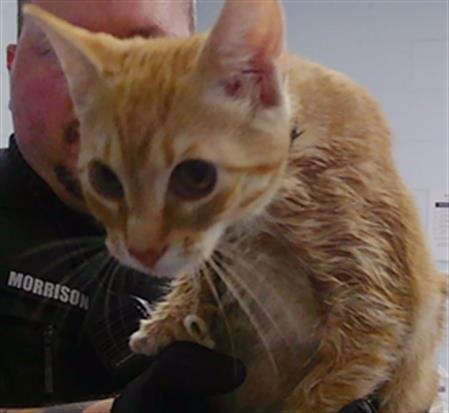 Shelter Stray Female Cat last seen CHARLOTTE, 8315 Byrum Dr, Charlotte, NC 28217, USA
