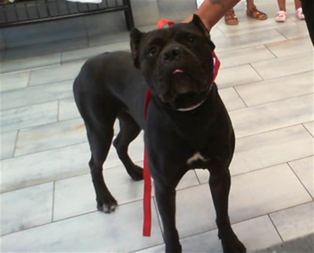 Shelter Stray Male Dog last seen CHARLOTTE, 8315 Byrum Dr, Charlotte, NC 28217, USA